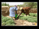 ./agriguide/gallery/E-TIC/Mali/_thb_2-043.jpg