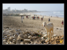 ./agriguide/gallery/E-TIC/Senegal/_thb_2-074.jpg